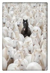 A striking black horse standing among a herd of white horses, symbolizing individuality.