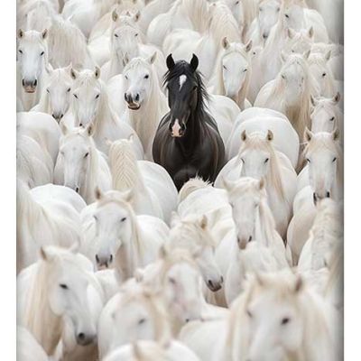 A striking black horse standing among a herd of white horses, symbolizing individuality.